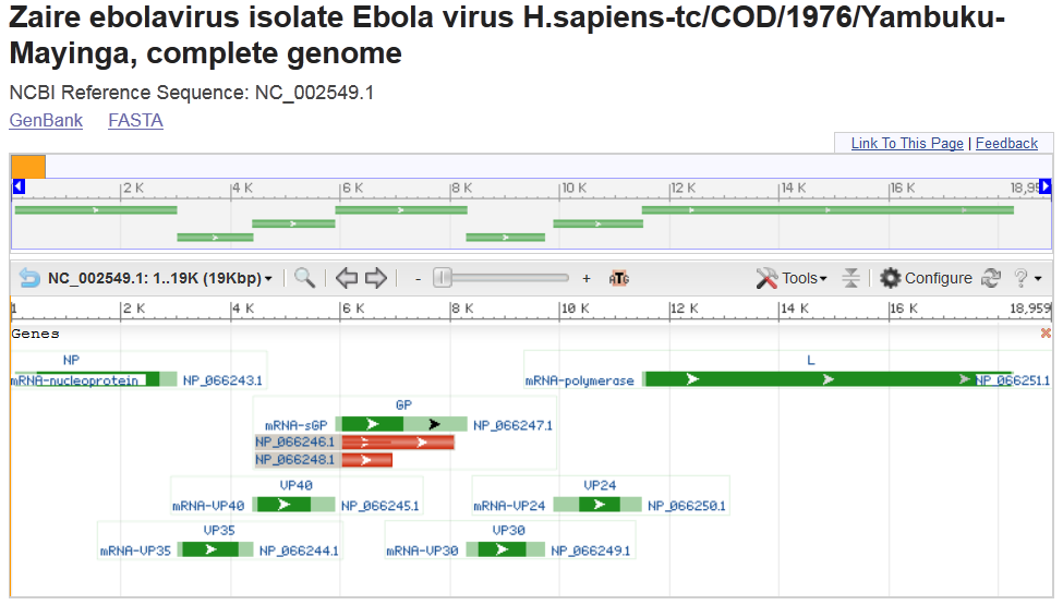 Ebola Genome Zaire NIH 3